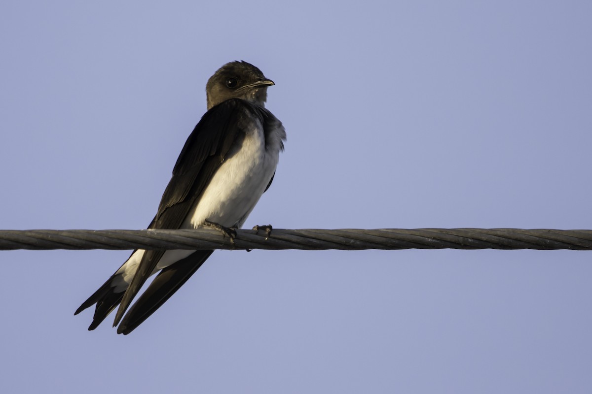 Gray-breasted Martin - Jorge Eduardo Ruano