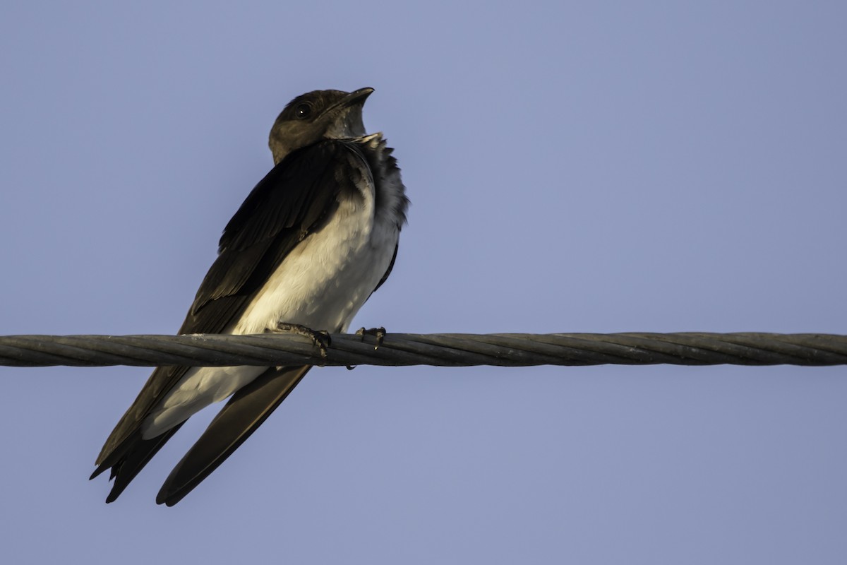 Gray-breasted Martin - Jorge Eduardo Ruano