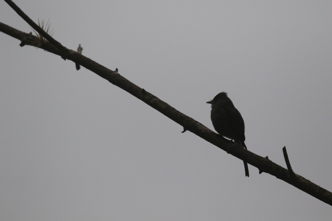 Smoke-colored Pewee - ML215986661