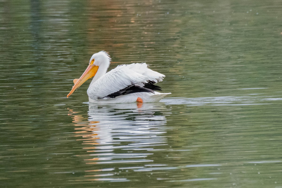 American White Pelican - ML215987541