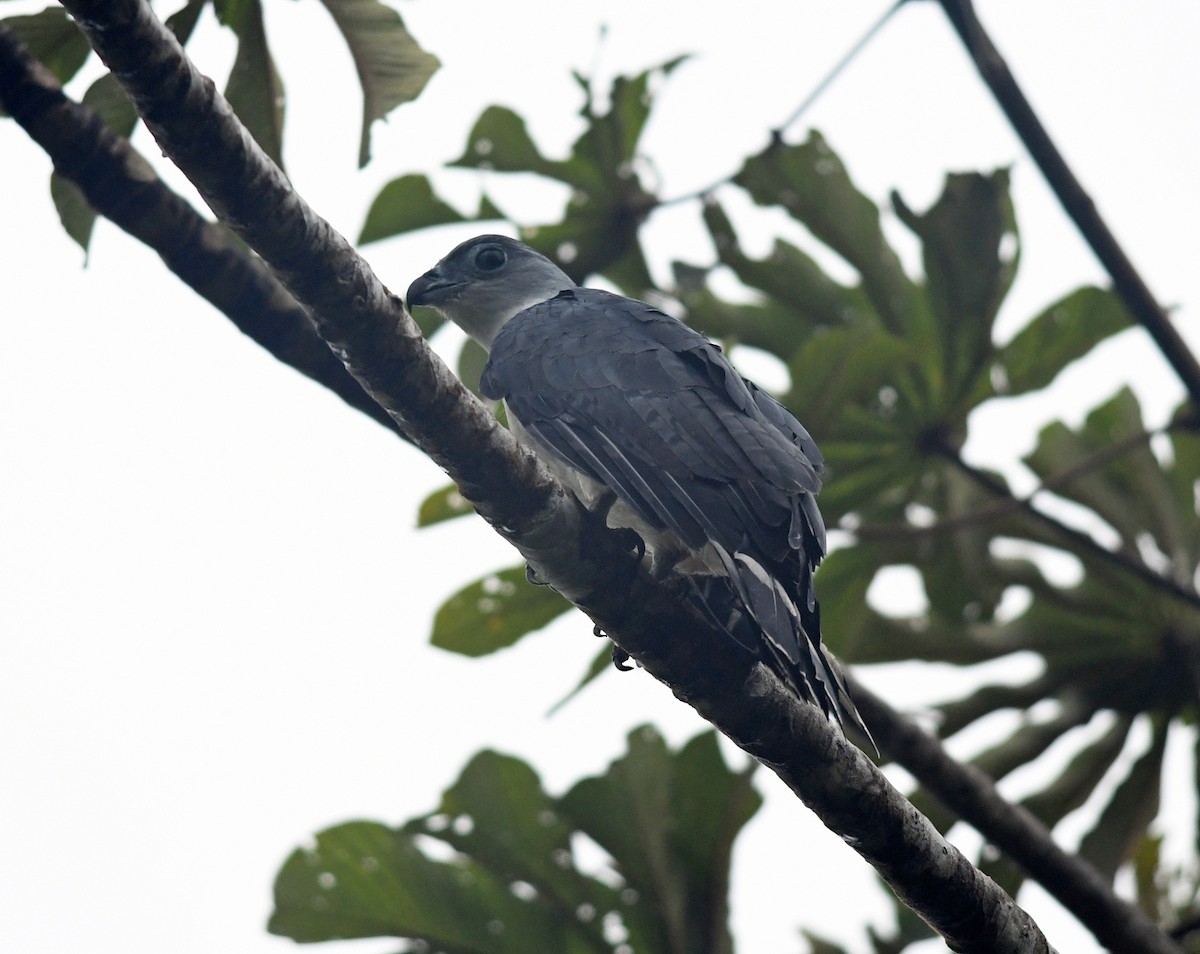 Gray-headed Kite - Joshua Vandermeulen