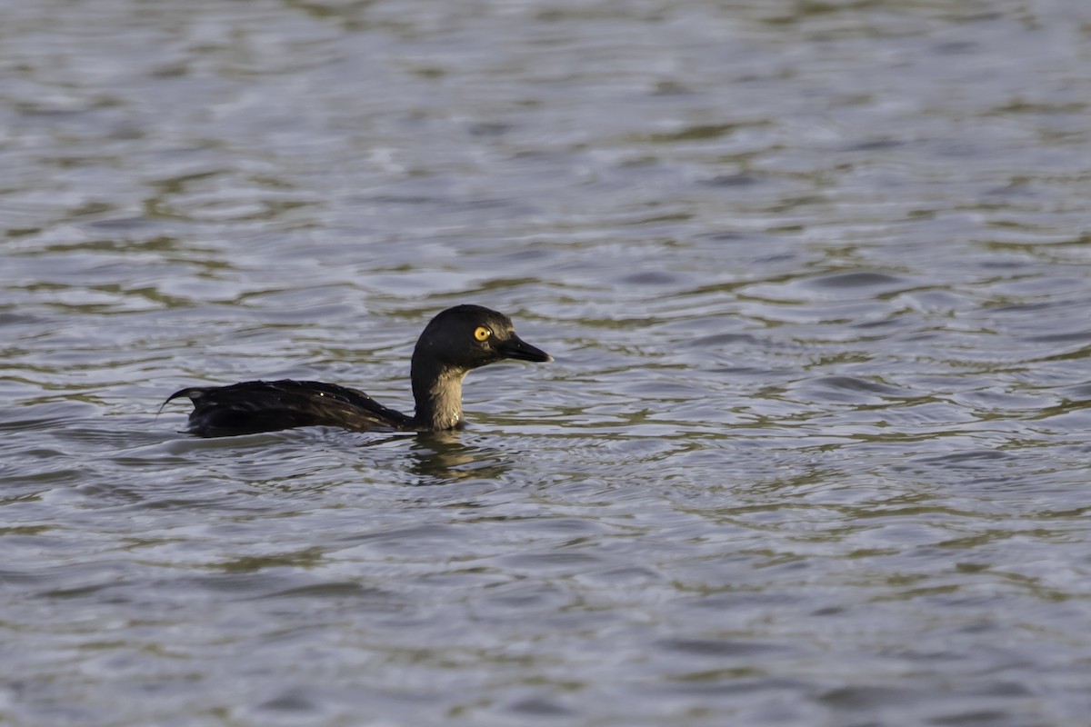 Least Grebe - ML215988681