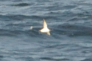 Black-vented Shearwater - Ryan Merrill