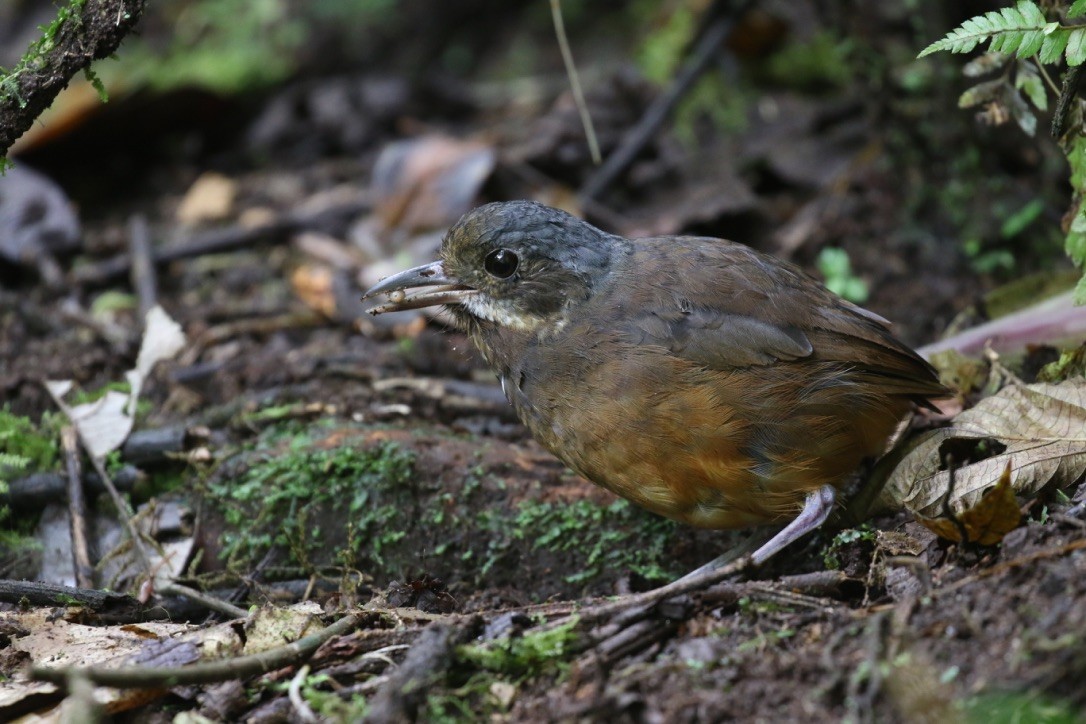 Moustached Antpitta - ML215989721