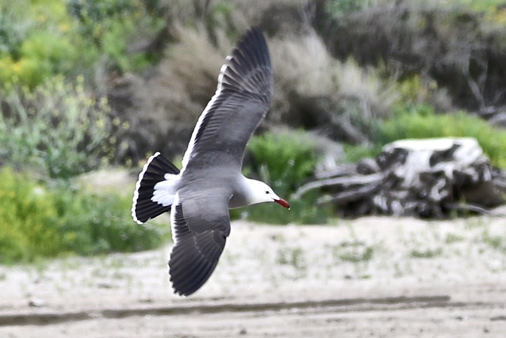 Heermann's Gull - ML215989751