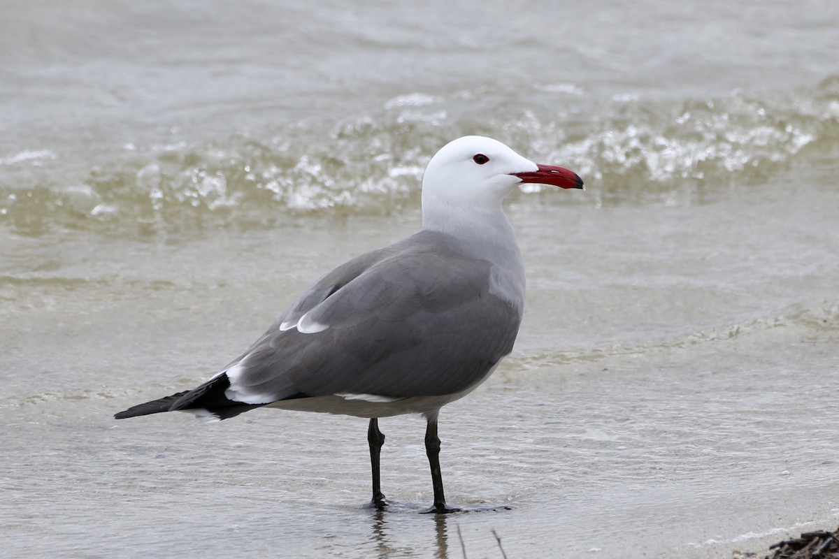 Heermann's Gull - ML215989771