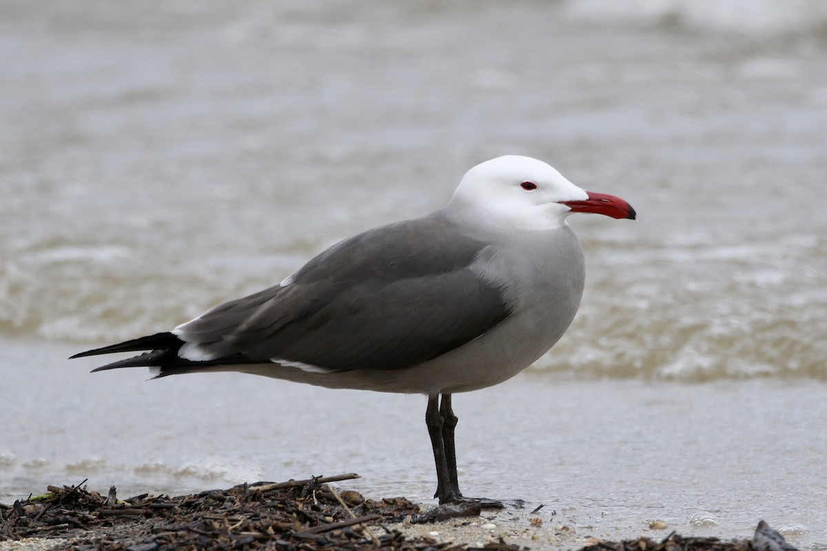 Heermann's Gull - ML215989781