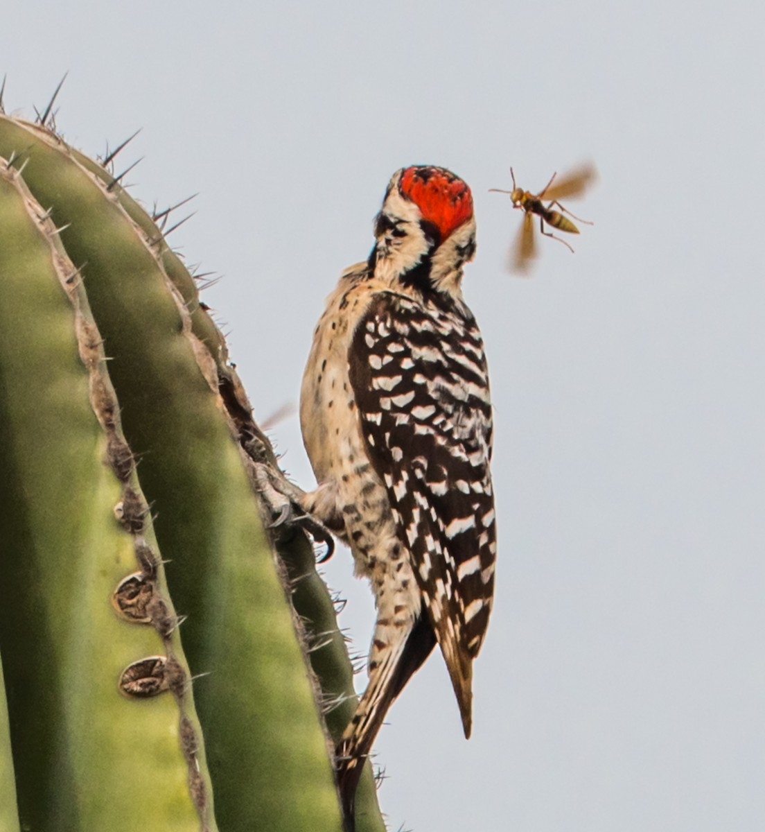 Ladder-backed Woodpecker - ML215989811