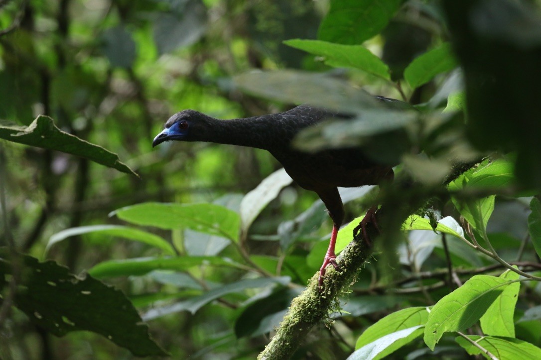 Sickle-winged Guan - ML215989821