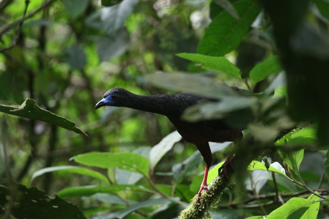 Sickle-winged Guan - ML215989831