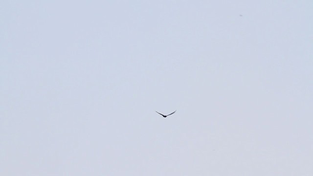 Turkey Vulture - ML215989871