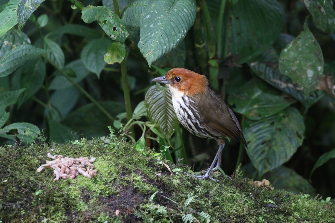 Chestnut-crowned Antpitta - ML215990021