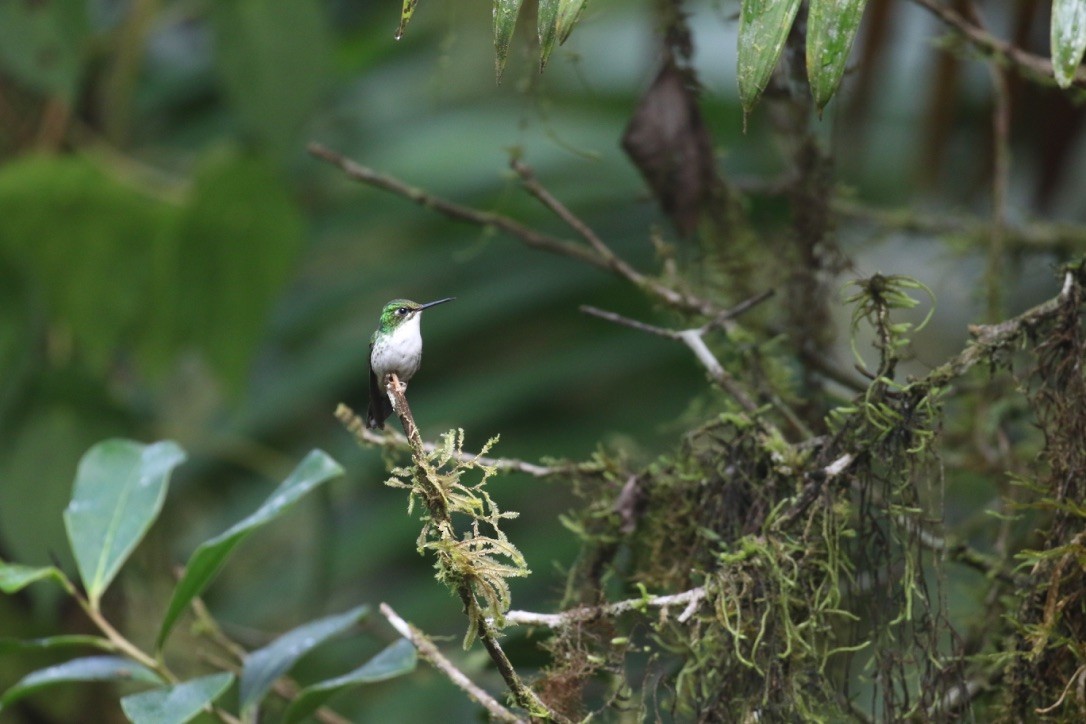 White-booted Racket-tail - ML215990161