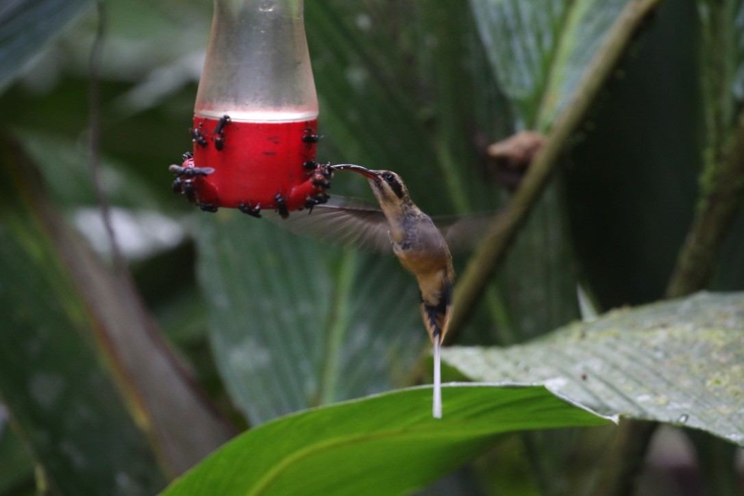 Tawny-bellied Hermit - ML215990171