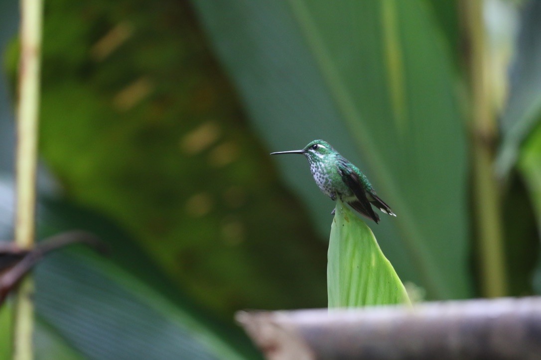 Purple-bibbed Whitetip - ML215990211