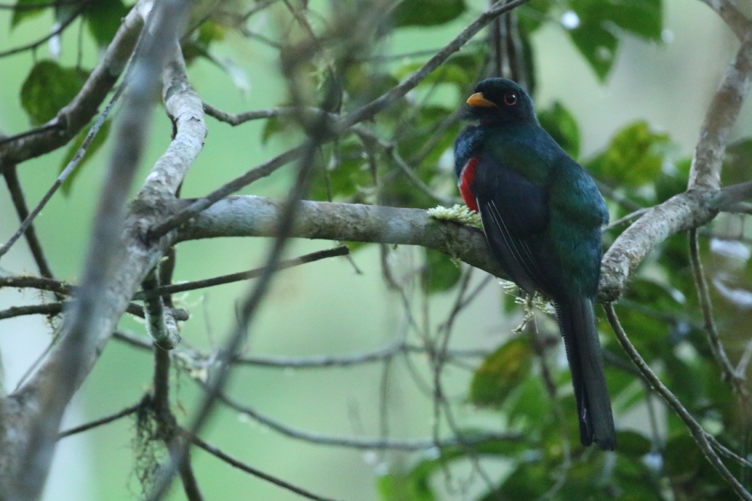 Masked Trogon - ML215990561