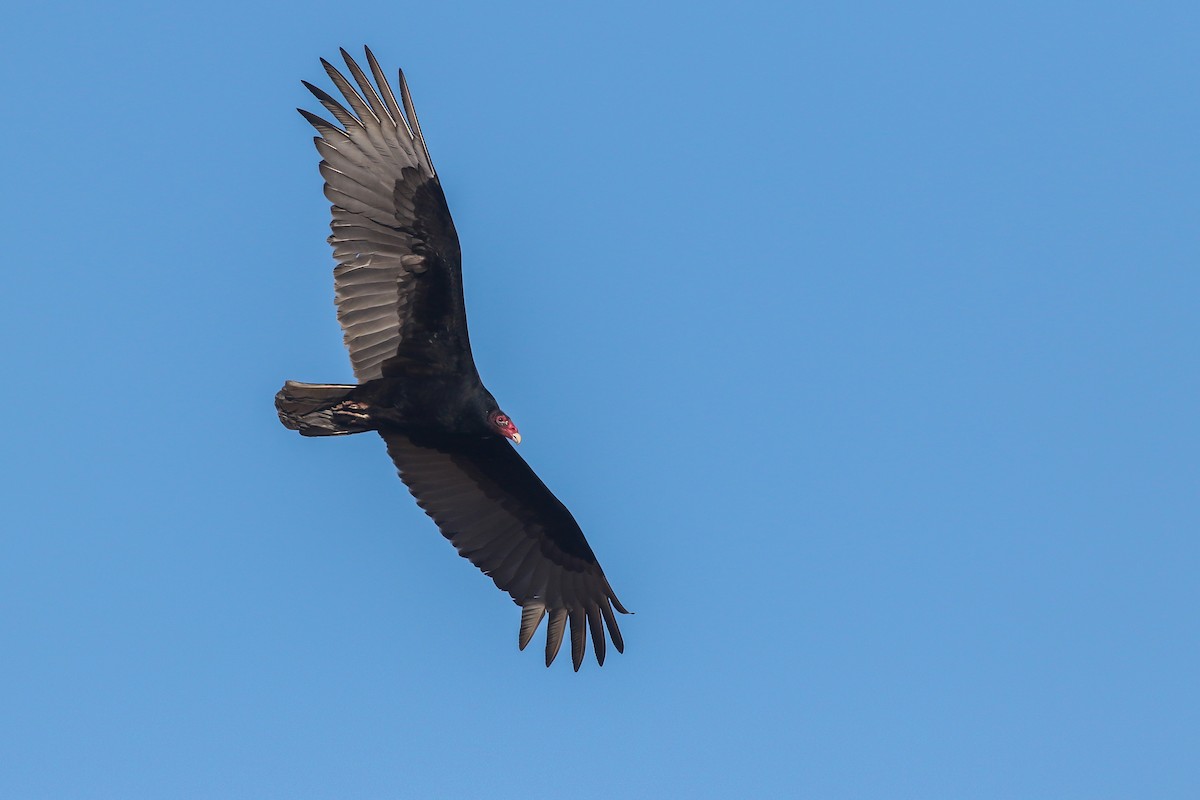 Turkey Vulture - ML215990971