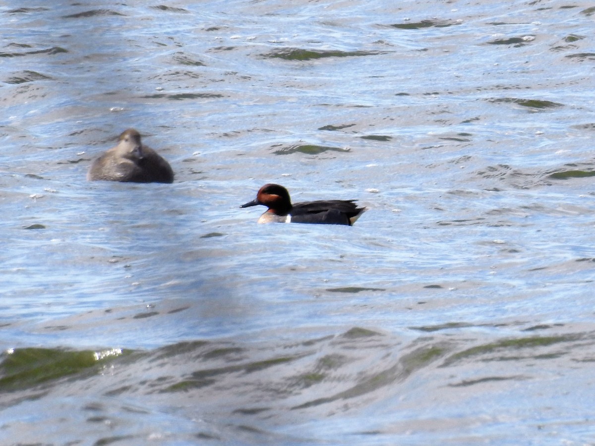 Green-winged Teal - ML215991691