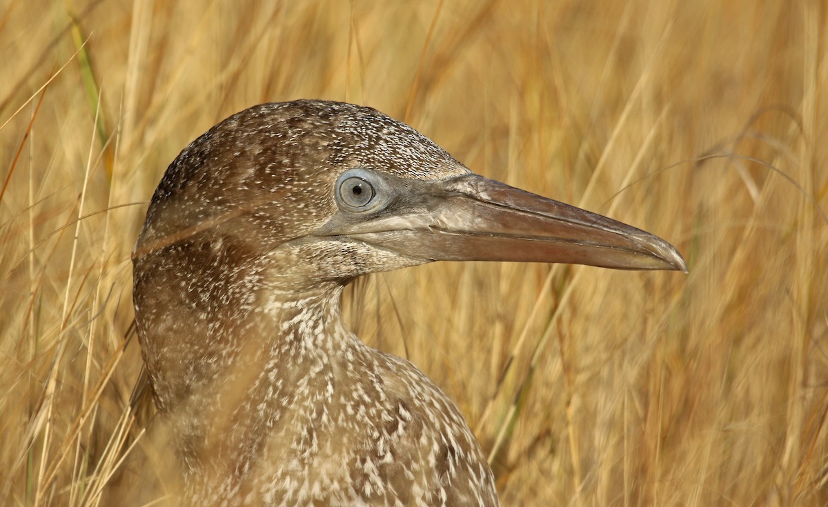 Northern Gannet - Ryan Schain