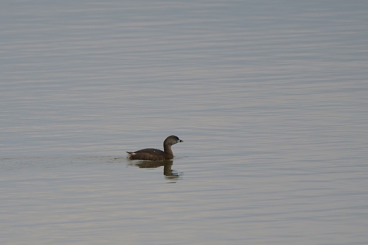 Pied-billed Grebe - Howard Haysom