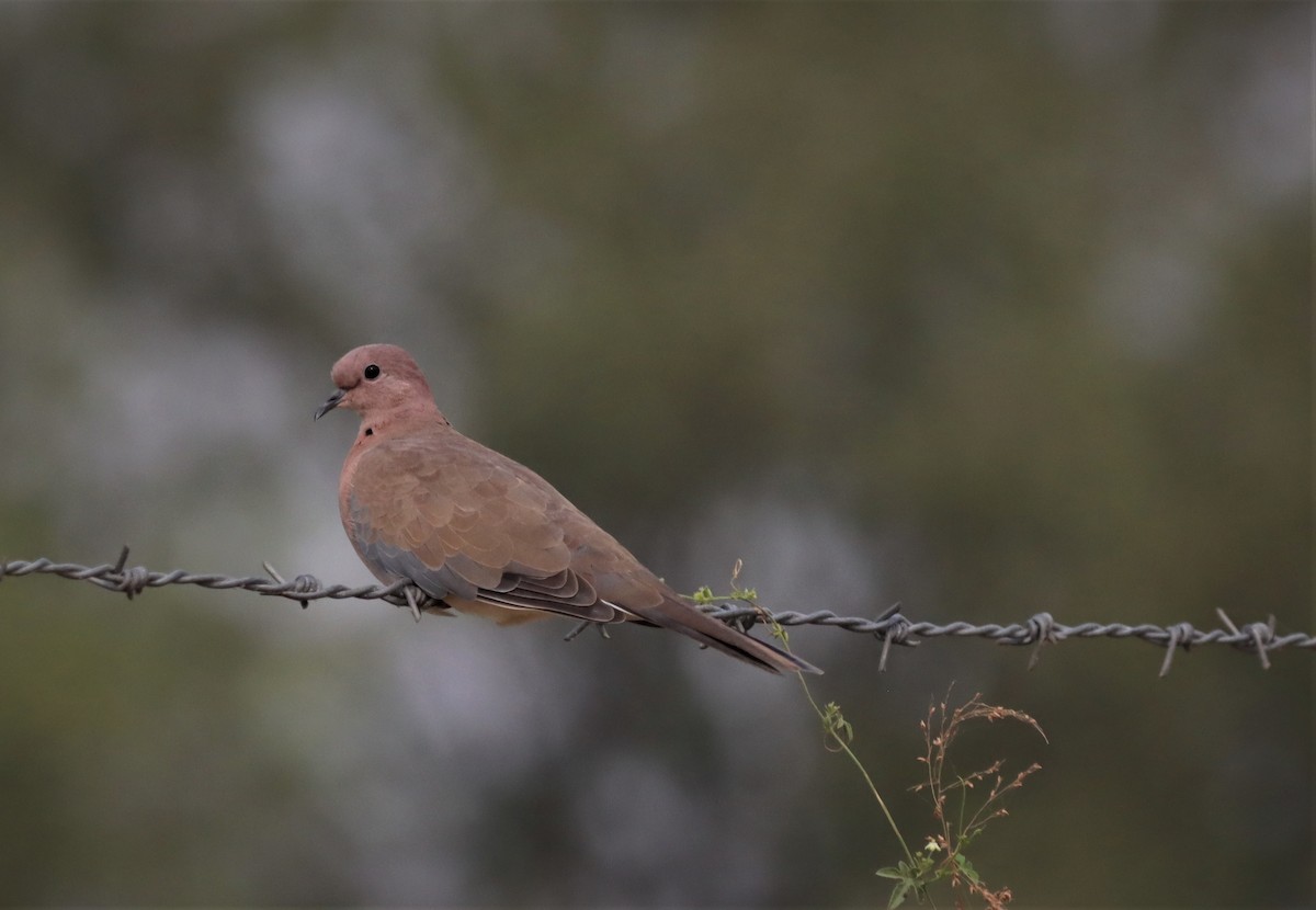 Laughing Dove - ML215993091