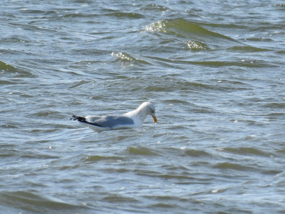 Herring Gull - ML215993261