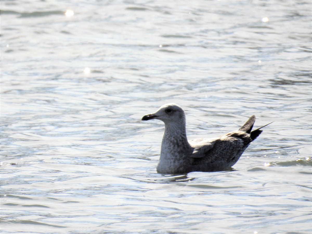 Herring Gull - ML215993271