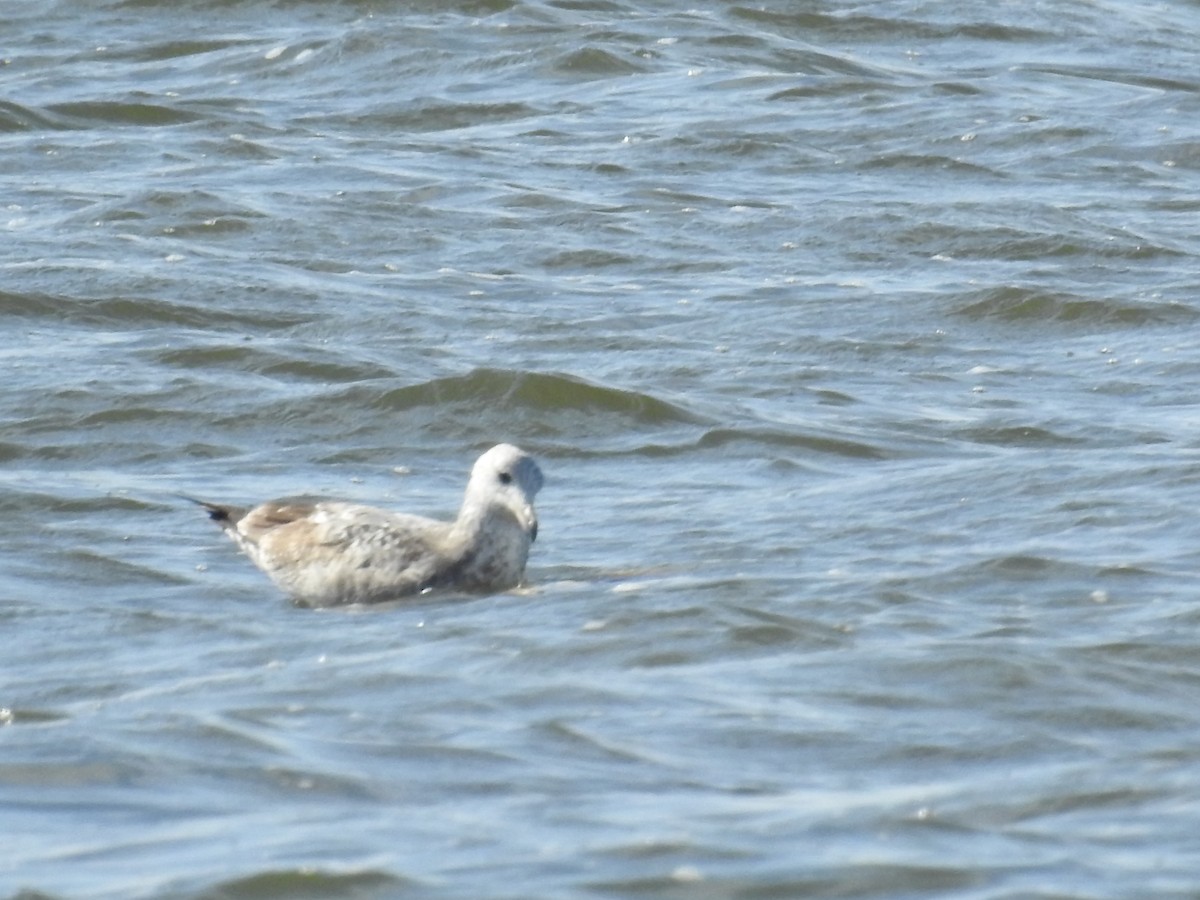 Goéland argenté - ML215993281