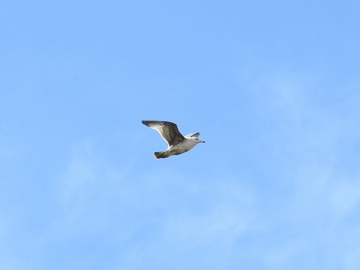 Herring Gull - ML215993421