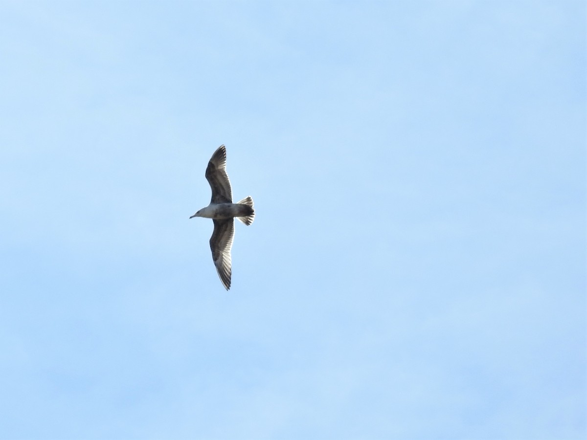 Herring Gull - ML215993431