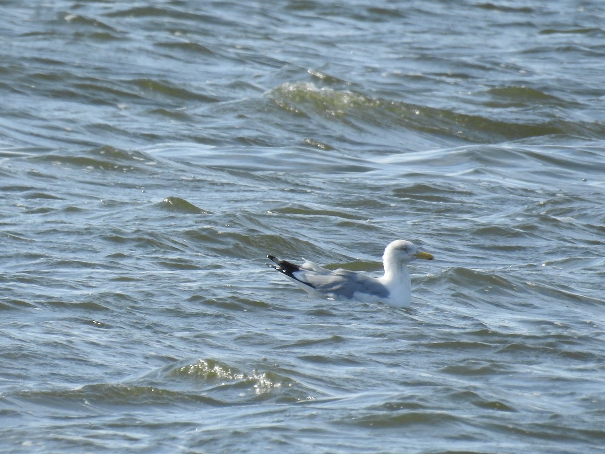 Herring Gull (American) - Tina Toth