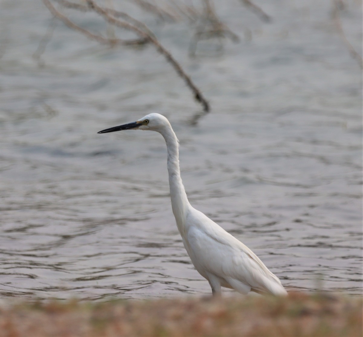 Little Egret - ML215993581