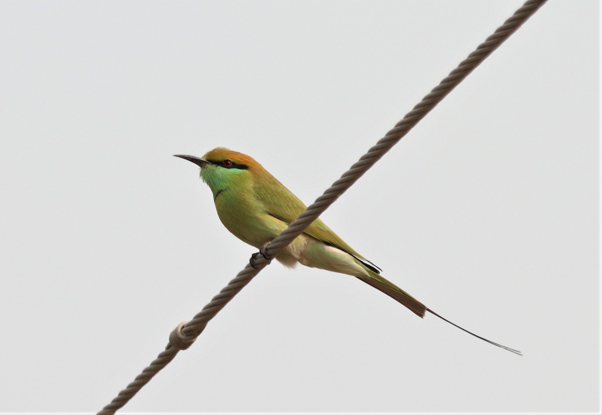 Asian Green Bee-eater - ML215993621