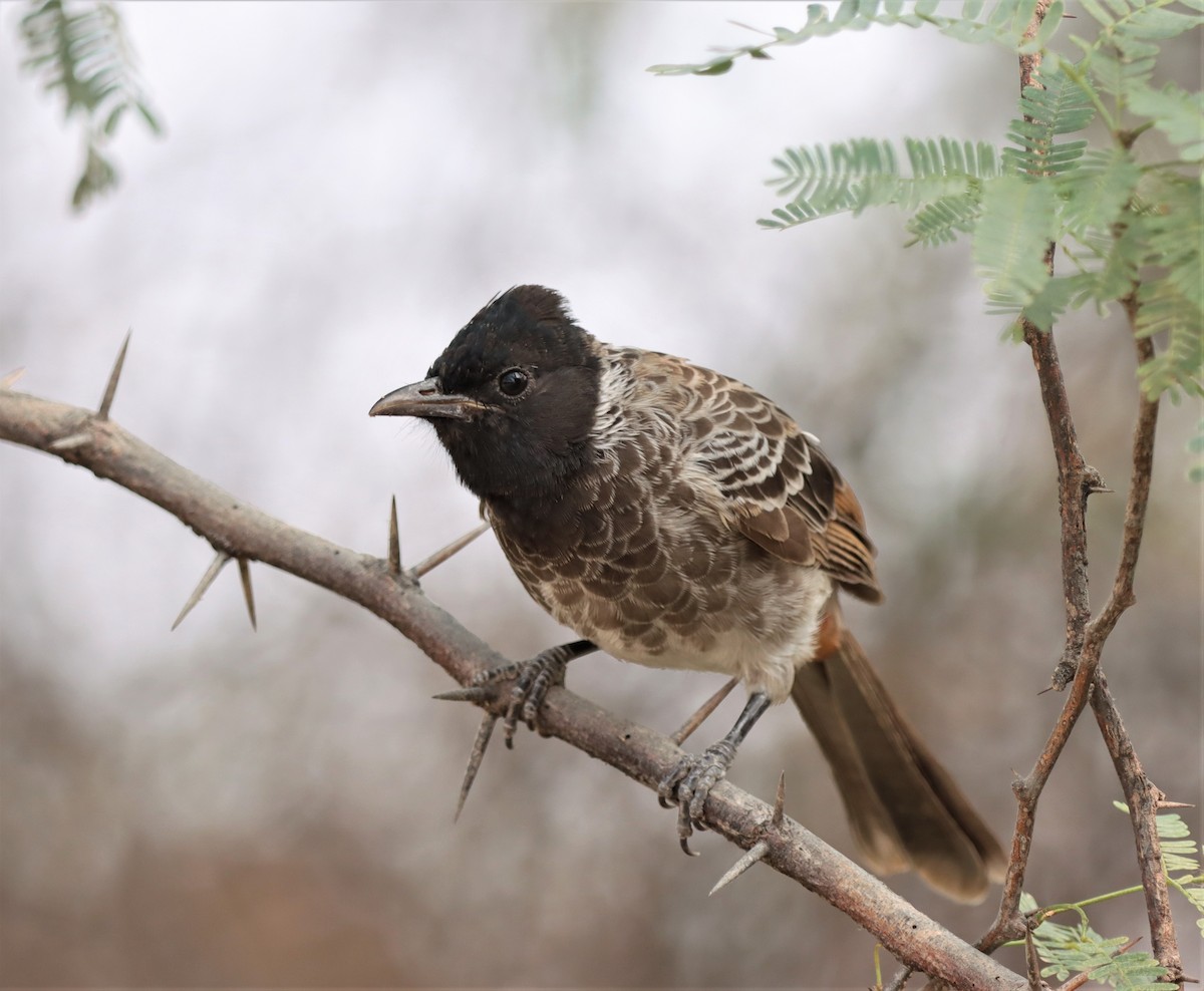 Red-vented Bulbul - ML215993721