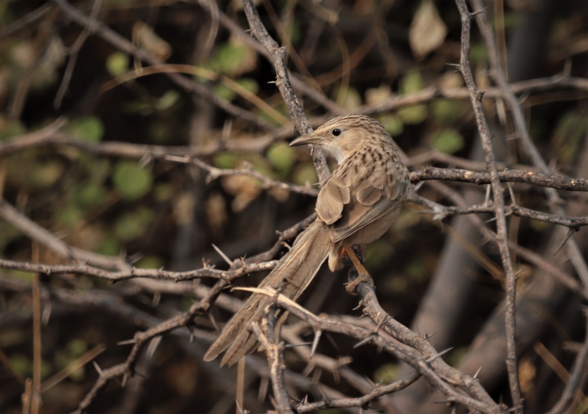 Common Babbler - ML215993791