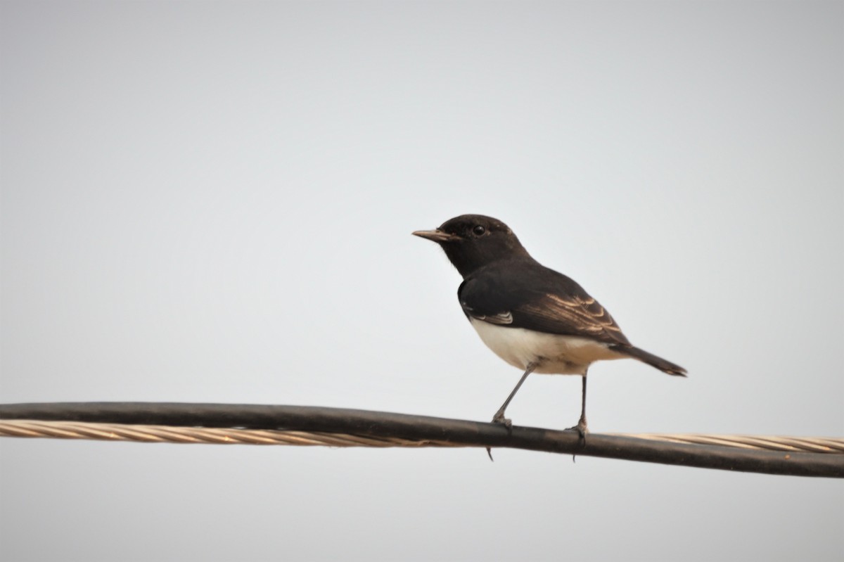 Variable Wheatear - ML215994131