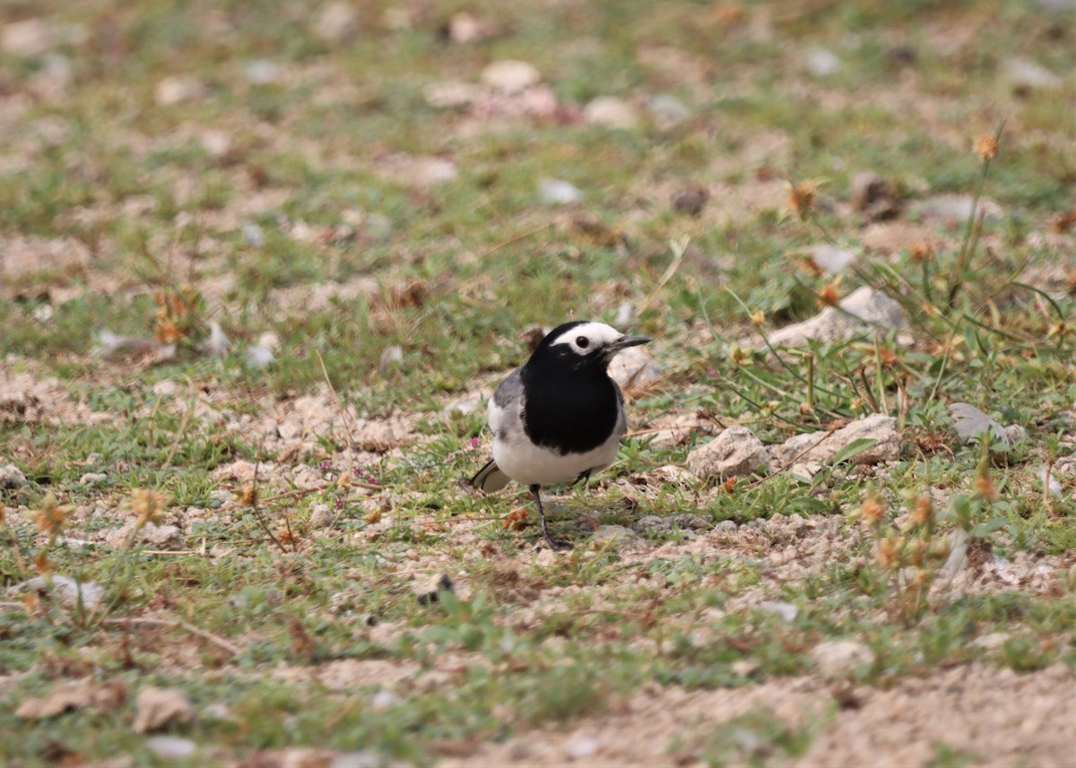 White-browed Wagtail - ML215994311