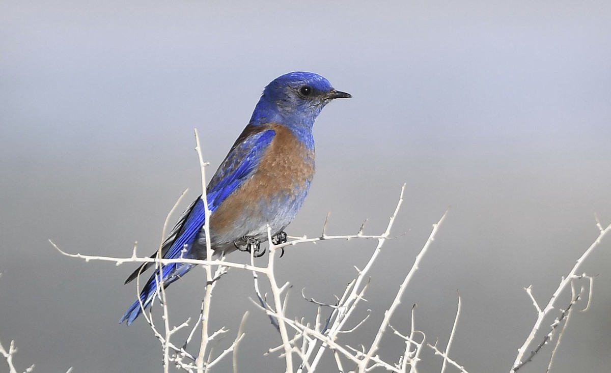 Western Bluebird - ML215994791