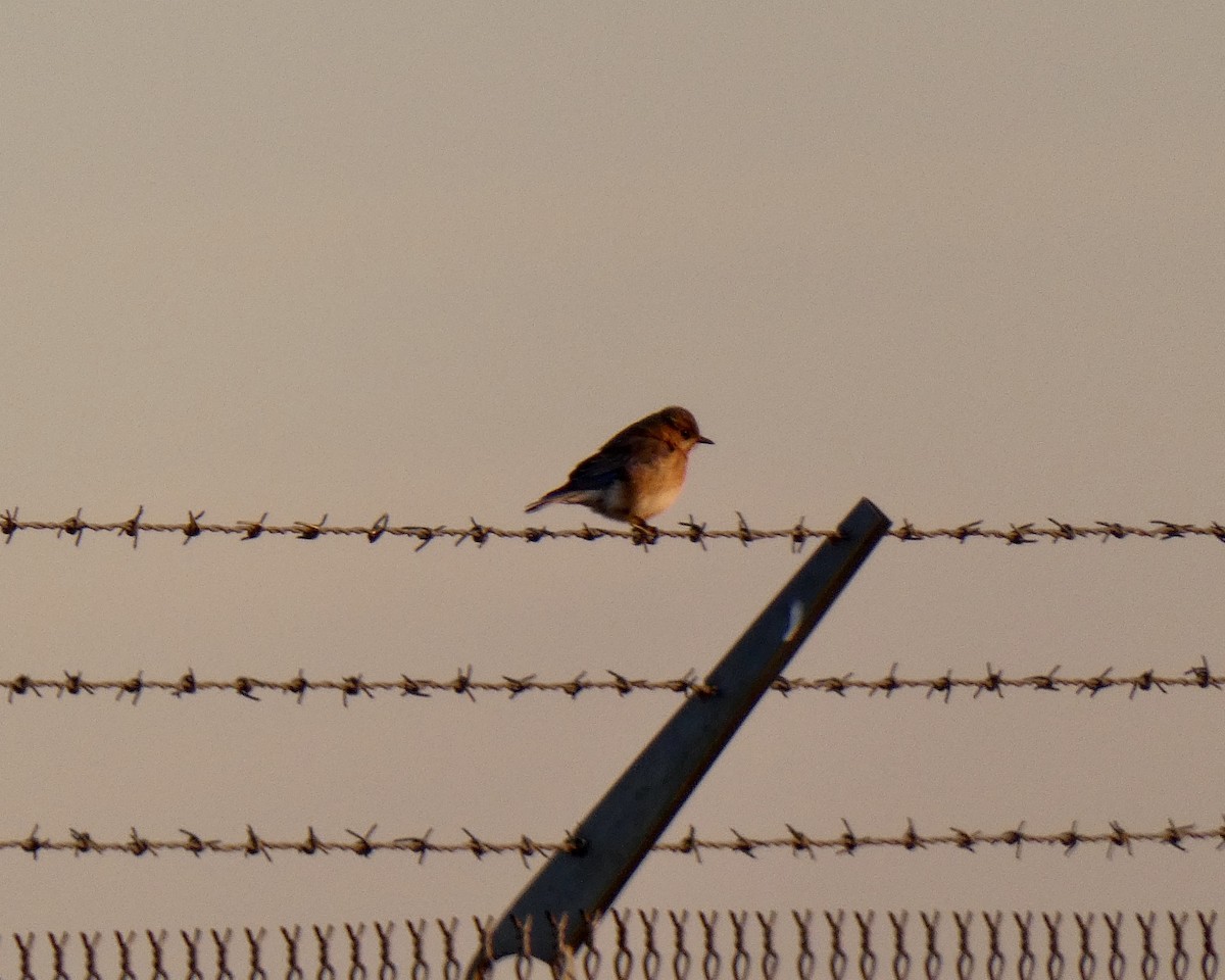 Eastern Bluebird - ML215995311