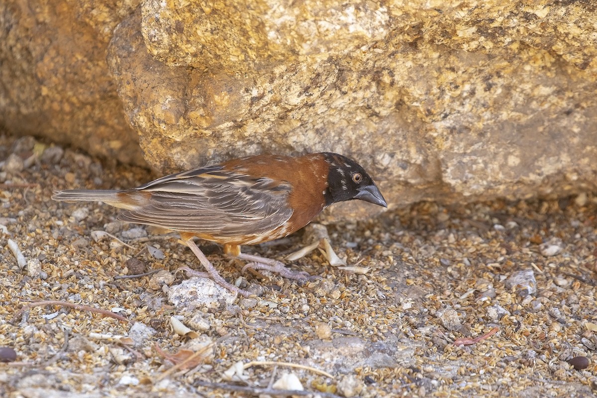 Chestnut Weaver (Benguela) - ML215996021