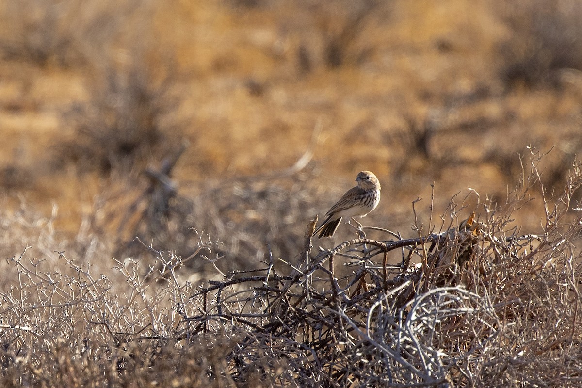 Dune Lark (Barlow's) - ML215996751