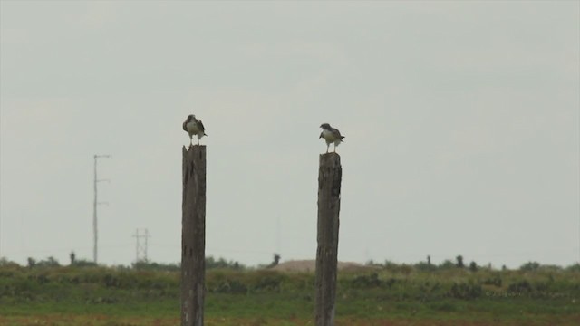 White-tailed Hawk - ML215997441