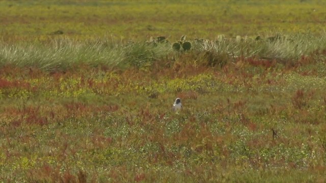 White-tailed Hawk - ML215997931