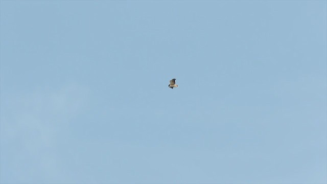 White-tailed Hawk - ML215998381