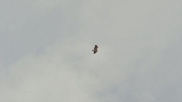 White-tailed Hawk - ML215998821