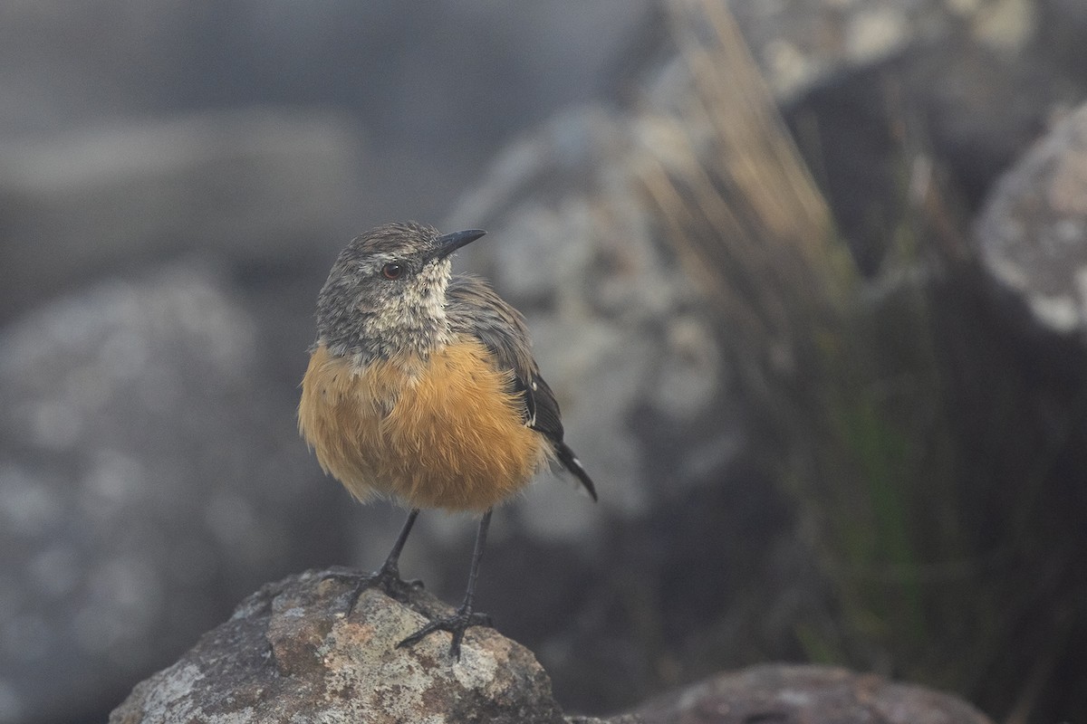 Drakensberg Rockjumper - ML215998841