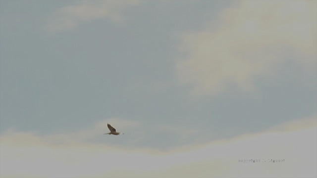 White-tailed Kite - ML215999881