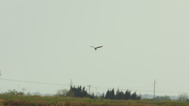 White-tailed Kite - ML216000201