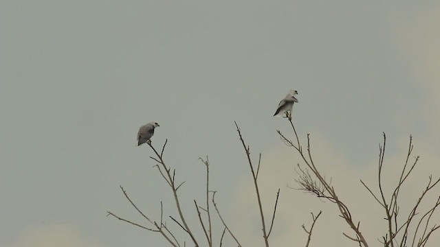 White-tailed Kite - ML216000391