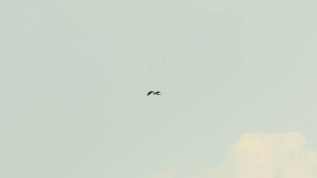 White-tailed Kite - ML216000761